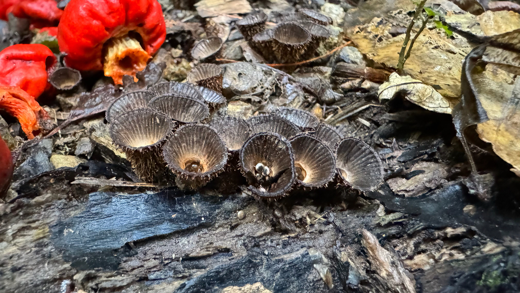 Cyathus striatus · May 2025 · photo: © frankashwood (iNaturalist, cc-by)