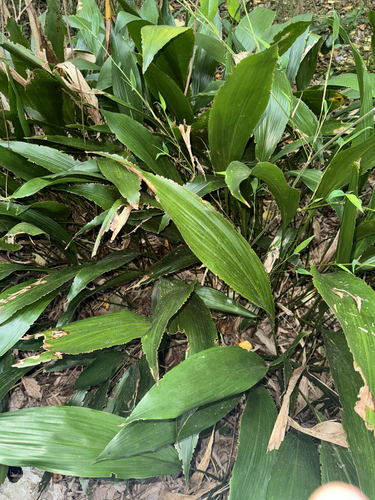 Aspidistra elatior