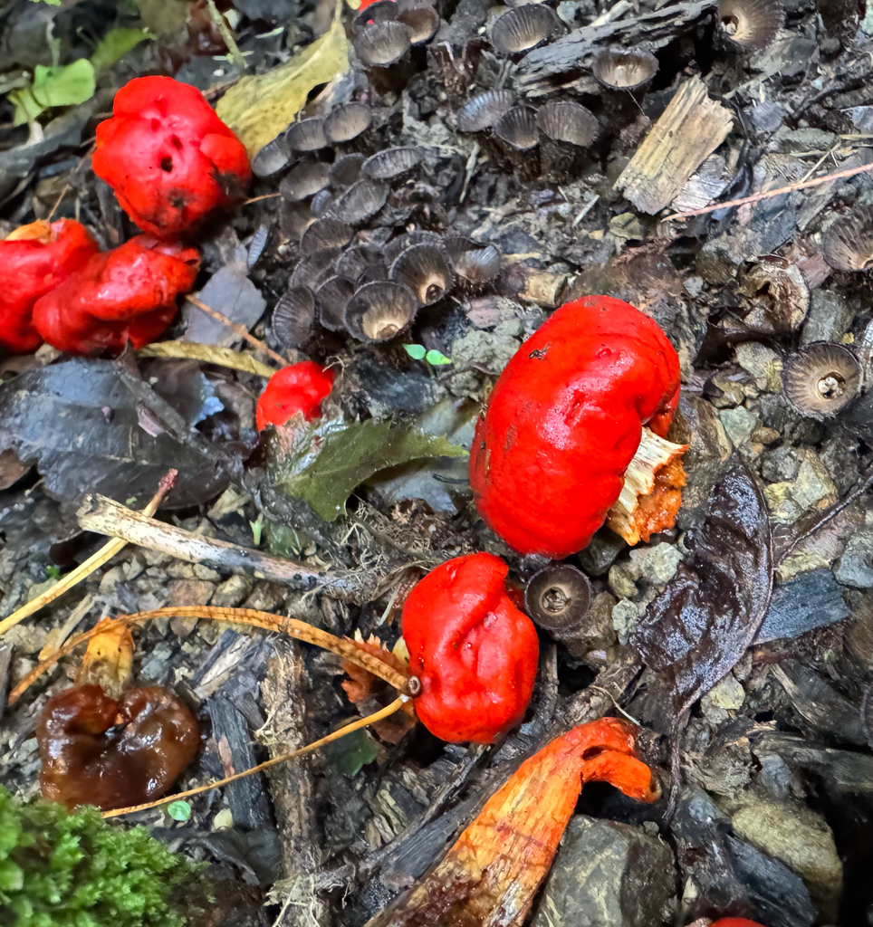 Leratiomyces erythrocephalus · May 2025 · photo: © frankashwood (iNaturalist, cc-by)