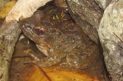 Limnonectes macrocephalus