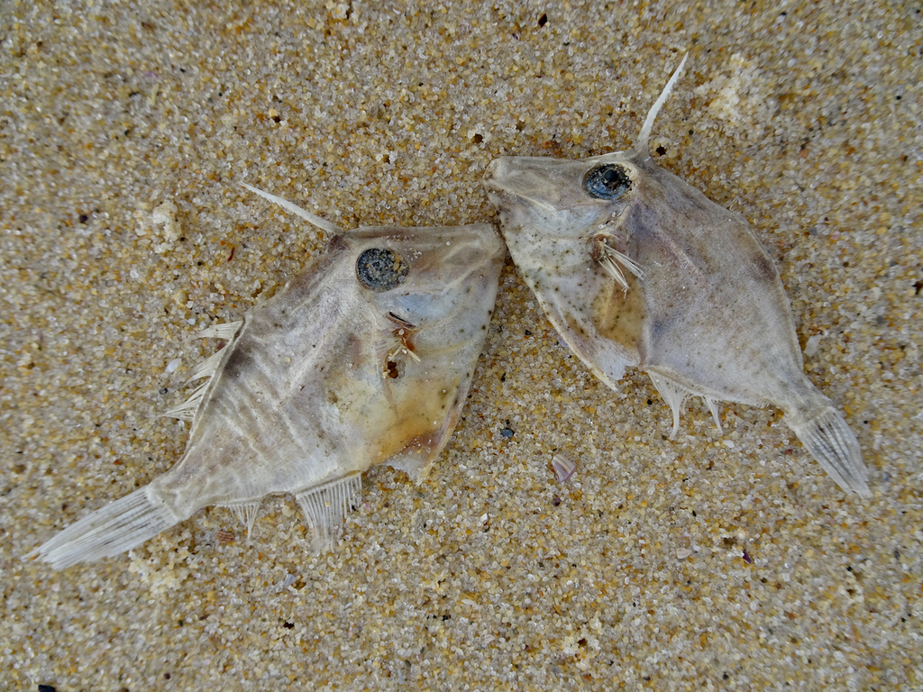 Threadtail filefish (Arotrolepis filicauda) — Monacanthidae