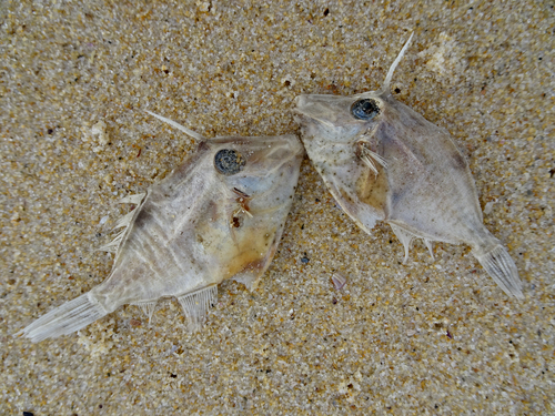 Threadtail filefish (Arotrolepis filicauda) — Monacanthidae