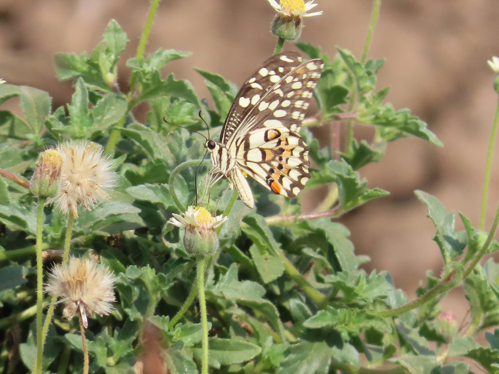 Lime Swallowtail