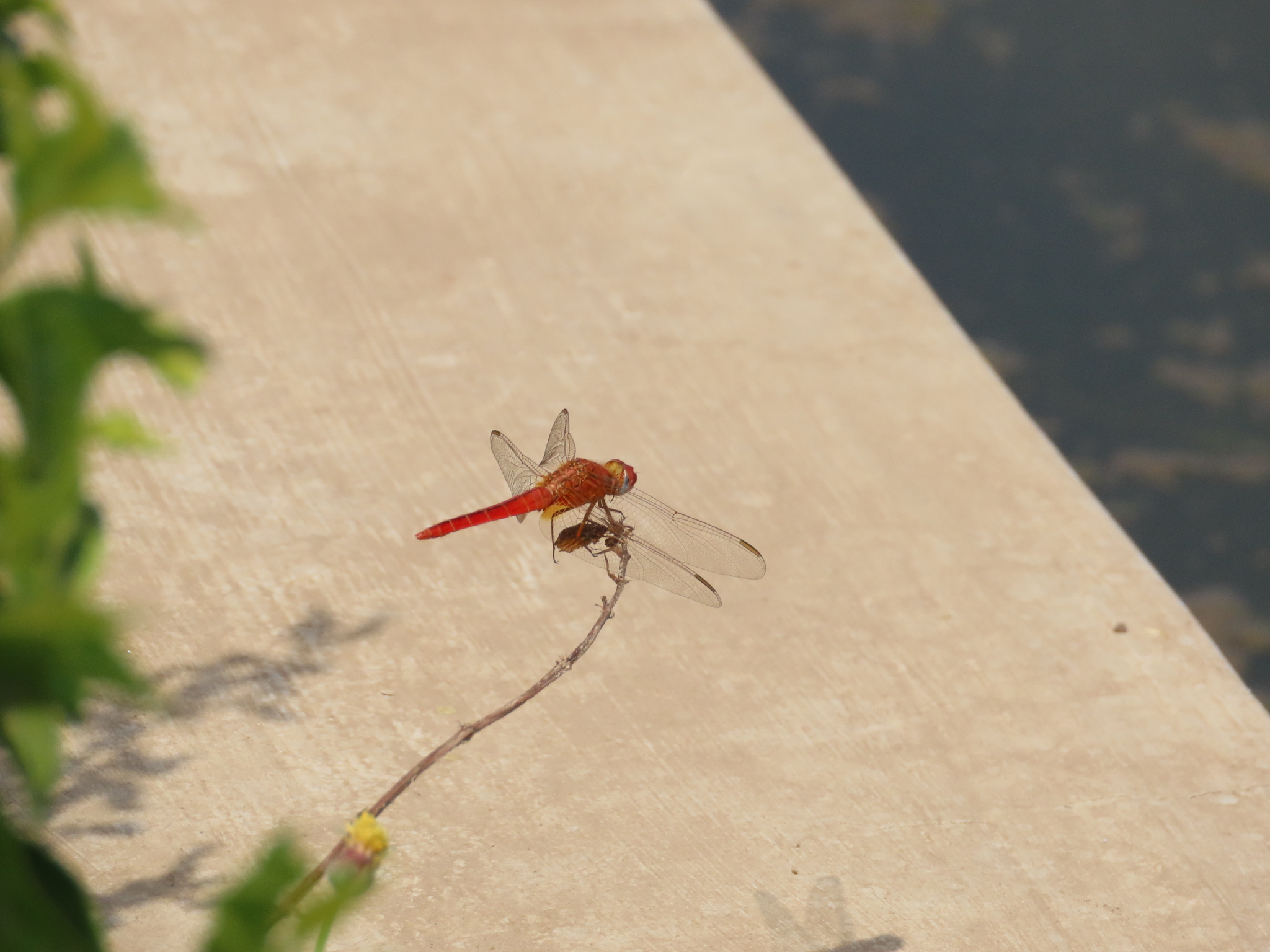 Scarlet Skimmer