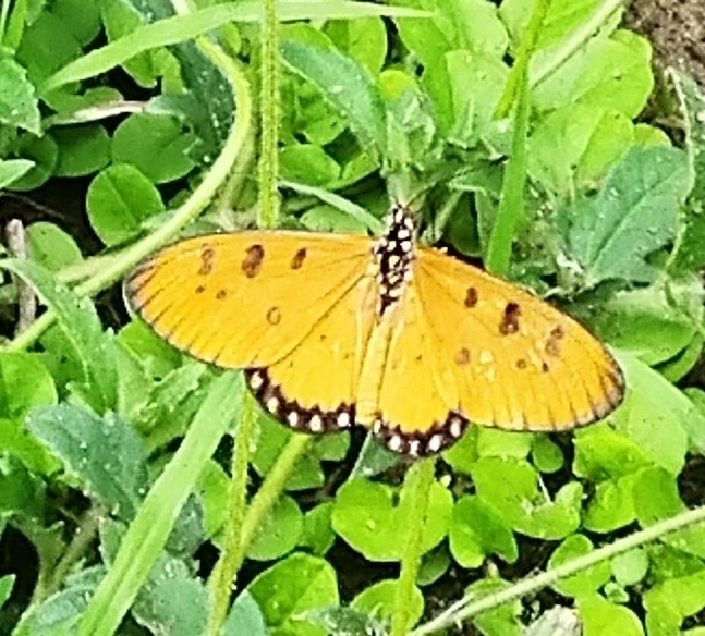 Tawny Coster