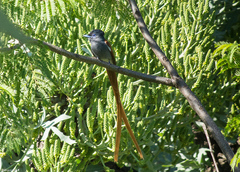 Terpsiphone viridis plumbeiceps