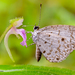 Megisba malaya thwaitesi - Photo (c) Anil Kumar Verma, some rights reserved (CC BY-NC), uploaded by Anil Kumar Verma