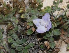 Campanula fragilis cavolinii