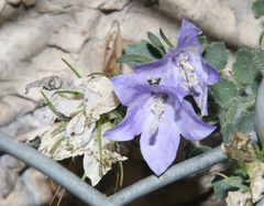 Campanula fragilis cavolinii