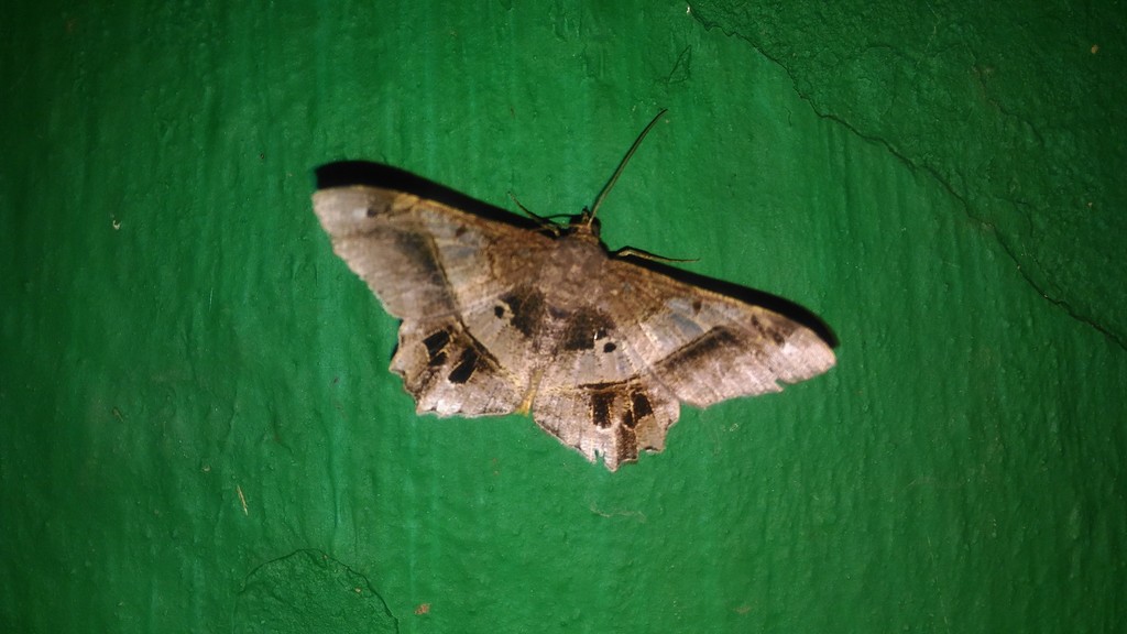 Chiasmia inchoata
