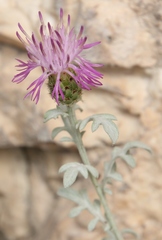 Centaurea scannensis