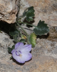 Campanula fragilis cavolinii