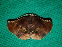 Garaeus