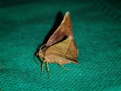 Garaeus