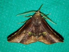 Garaeus