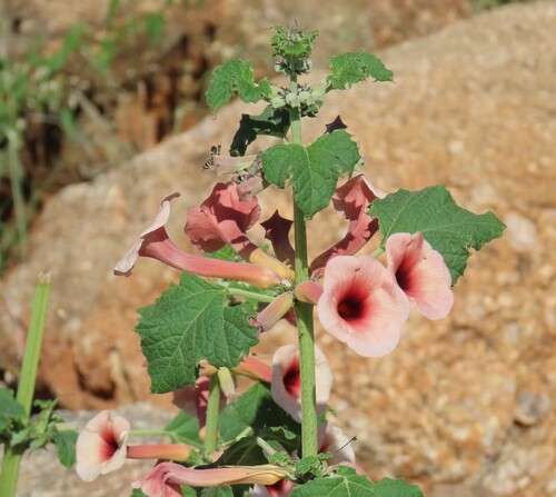 Apricot Djirrie (Rogeria armeniaca)