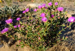 Lampranthus pakhuisensis
