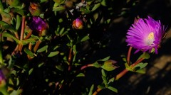 Lampranthus pakhuisensis