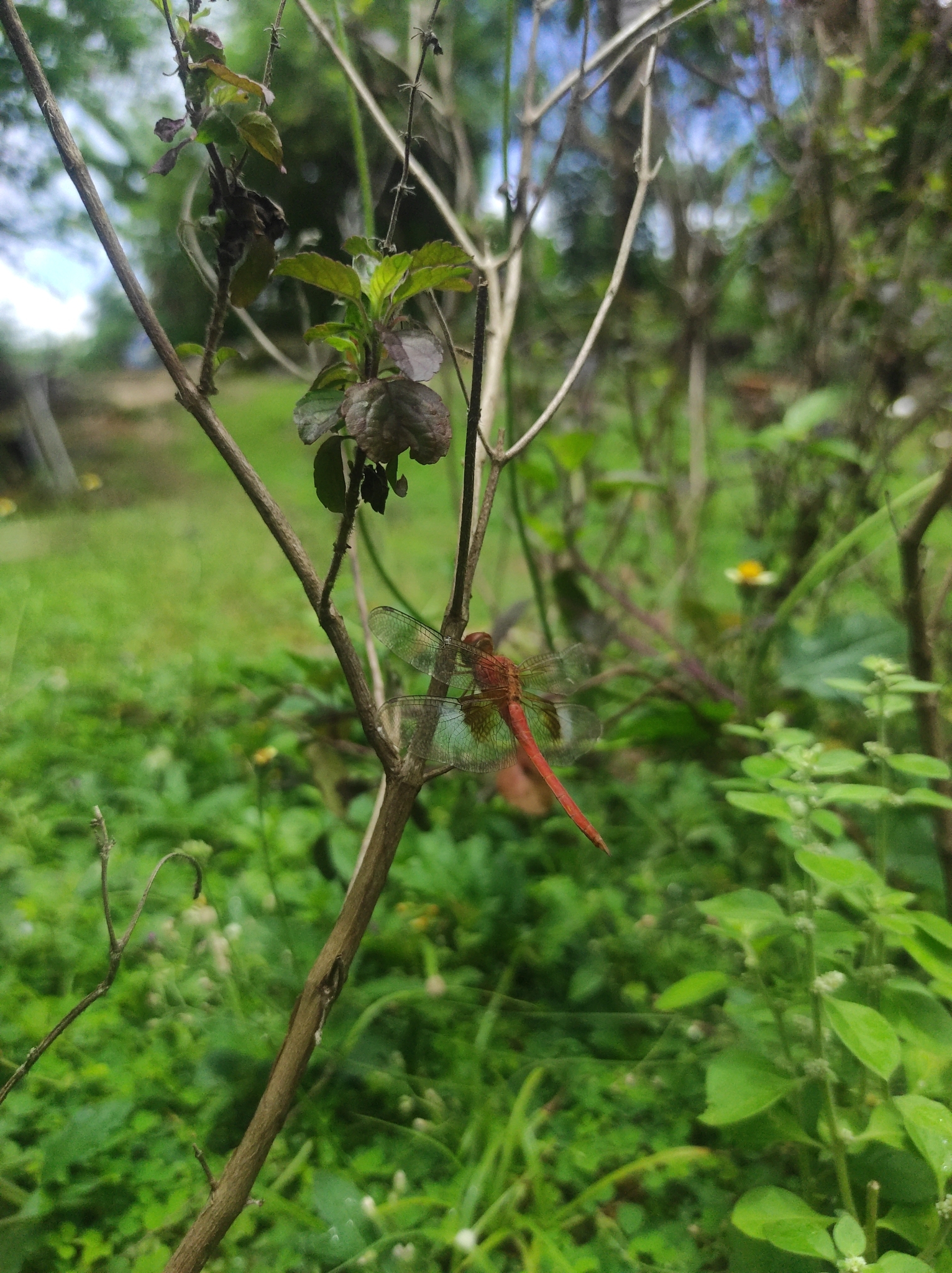 Coral-Tailed Cloudwing
