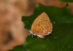 Arhopala amphimuta