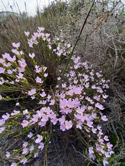 Lachnaea uniflora