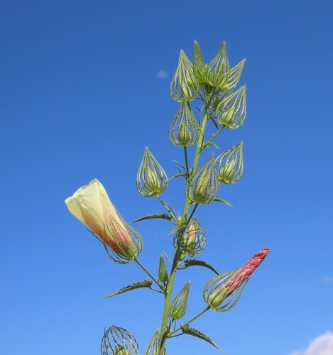 Cage Swampmallow (Pavonia rehmannii)