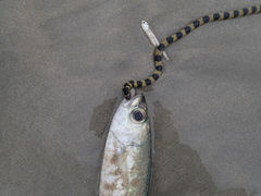 Hydrophis cyanocinctus