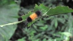 Spilarctia postrubida