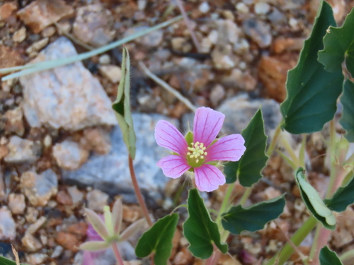 Monsonia senegalensis