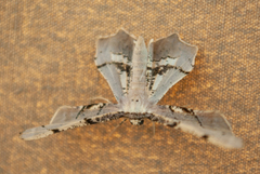 Gonodontis stramenticea