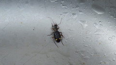 Chlaenius bioculatus