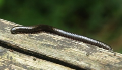 Pachyiulus oenologus