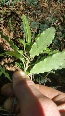 Brachyglottis perdicioides