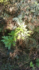 Brachyglottis perdicioides