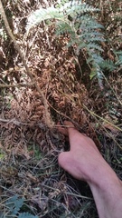 Brachyglottis perdicioides