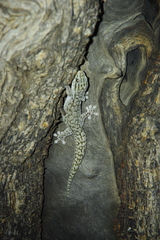 Gehyra versicolor