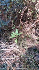 Brachyglottis perdicioides