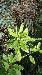 Brachyglottis perdicioides