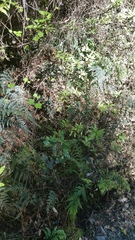 Brachyglottis perdicioides