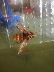 Milesia crabroniformis