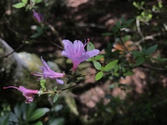 Rhododendron noriakianum