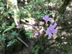 Rhododendron noriakianum