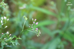 Cyanthillium cinereum