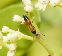 Opisthopsis rufithorax