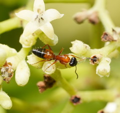 Opisthopsis rufithorax