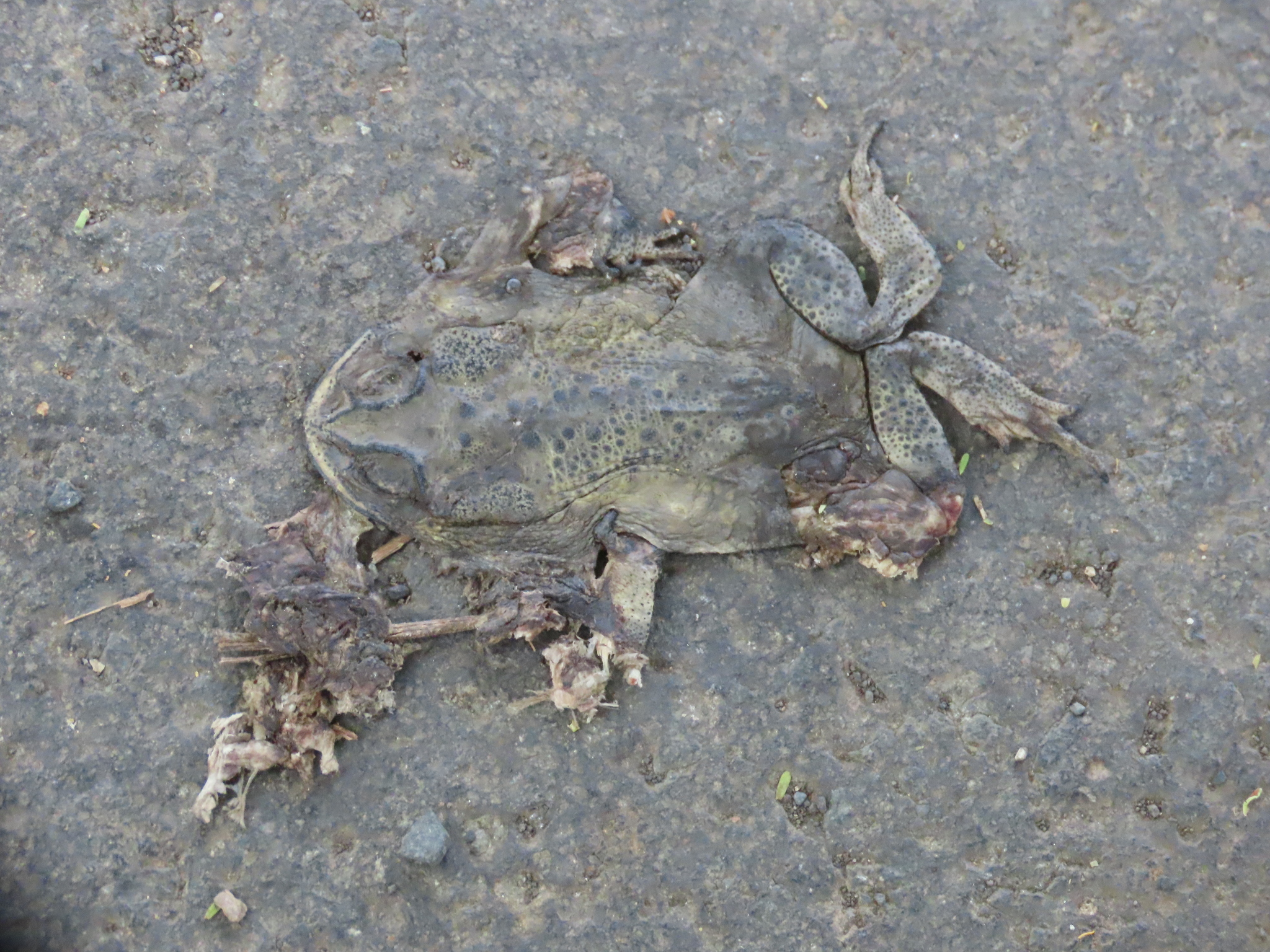 Indian Common True Toad