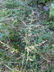 Coleataenia anceps anceps
