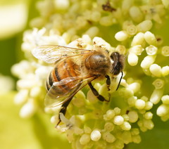 Apis mellifera