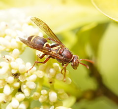 Polistes stigma