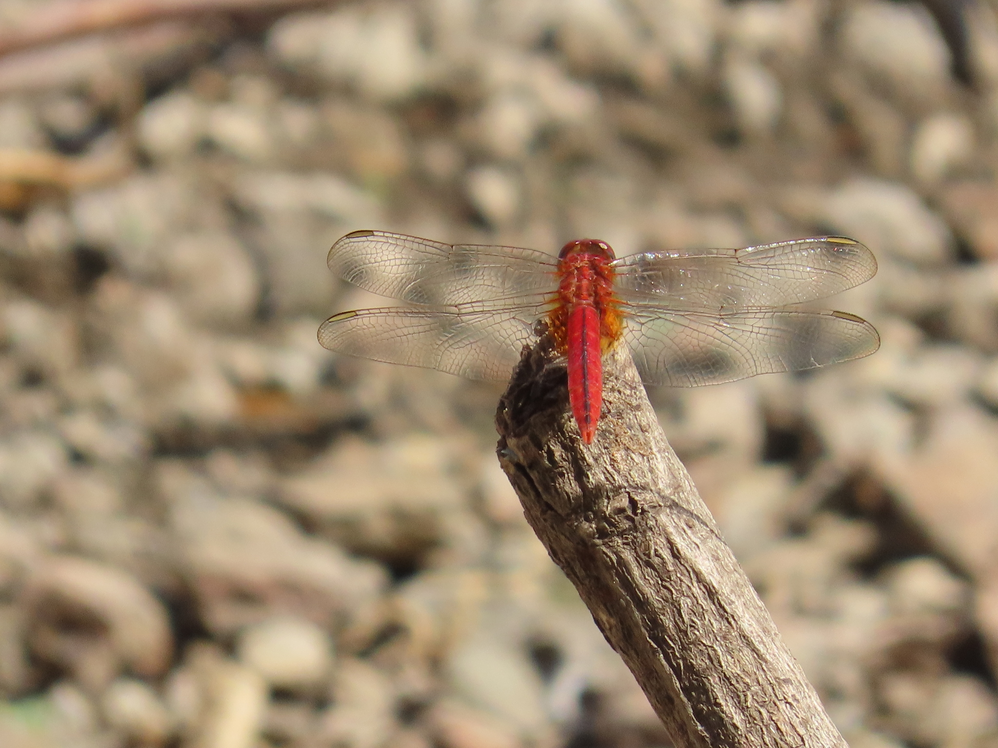 Scarlet Skimmer